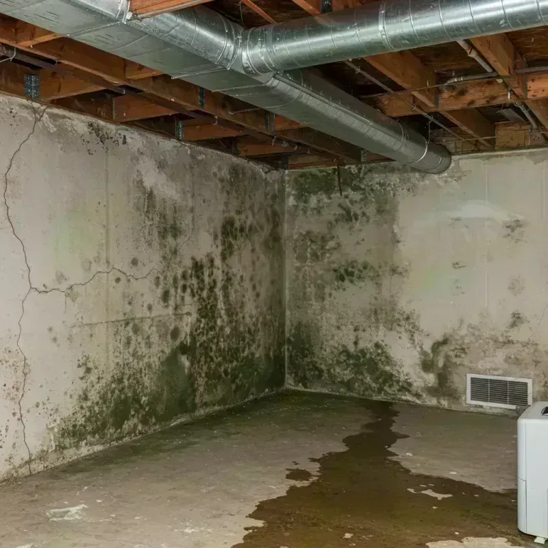 Professional Mold Removal in Edmonson County, KY